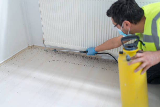 Best Wasp Removal Services  in Montrose, CO