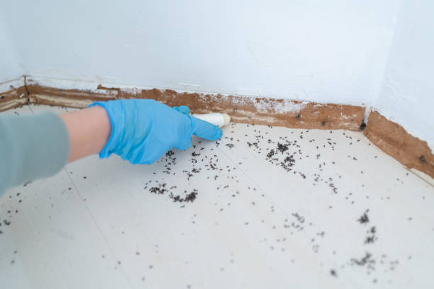 Best Ant Control Services  in Montrose, CO